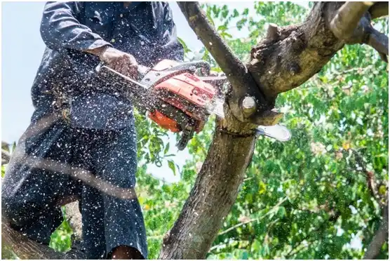 tree services Brookfield